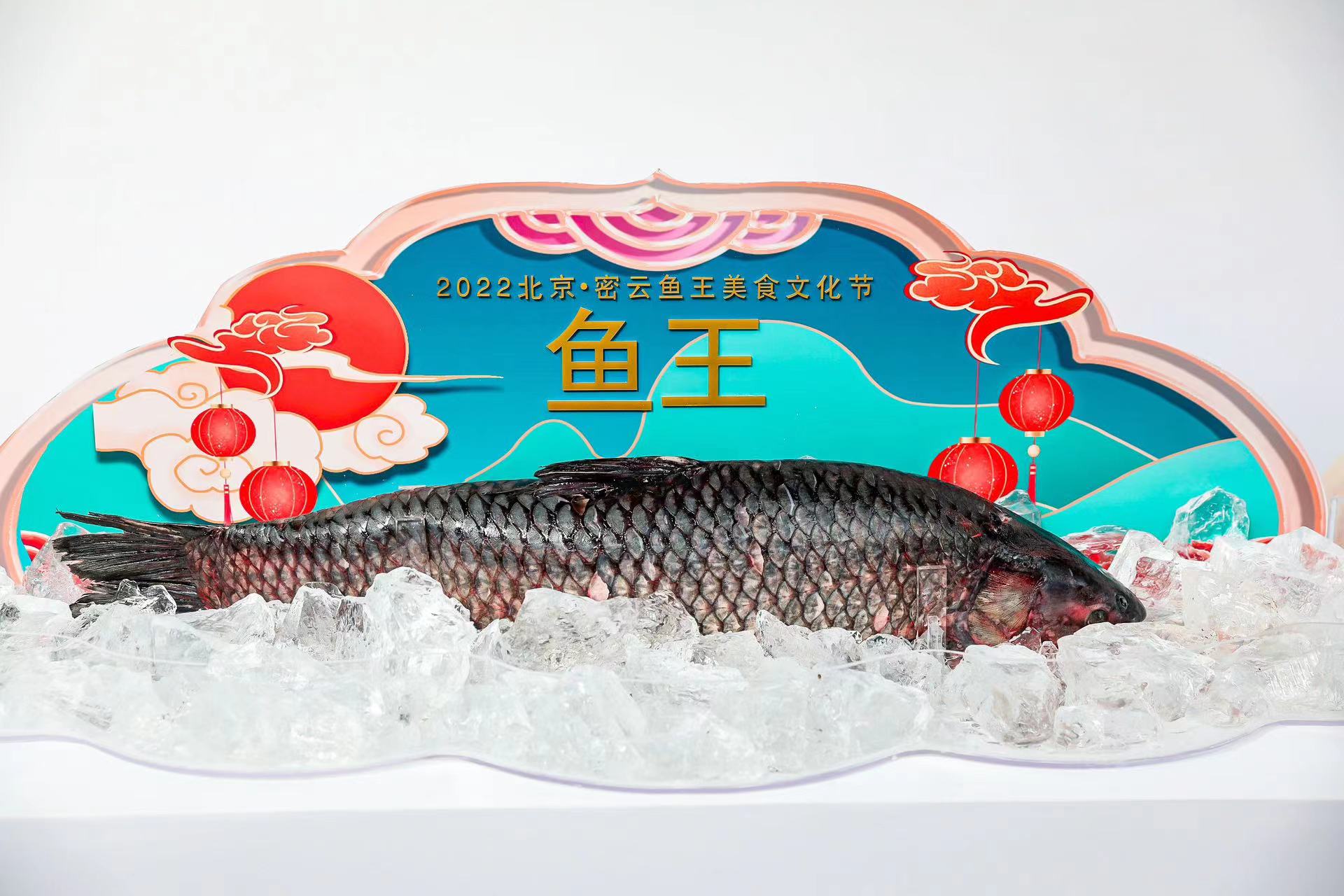“生态密云 吉庆有鱼”2022北京·密云鱼王美食文化节盛大开幕